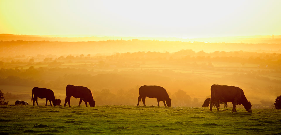 Euroeste - Leaders in Agrobusiness