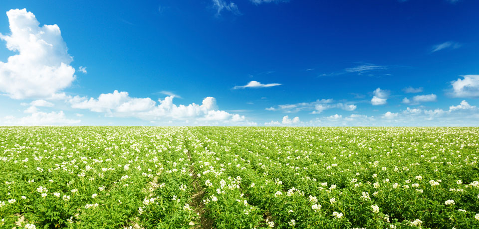 Euroeste - Leaders in Agrobusiness