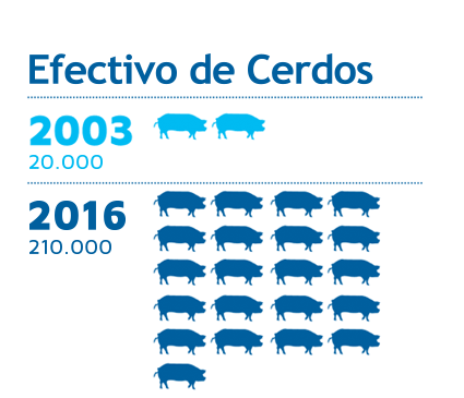 Efectivo de Cerdos
