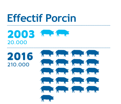 Effectif Porcin
