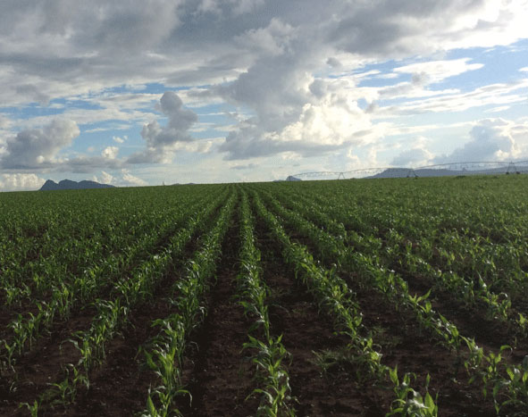 Reportagem da TPA1 na Fazenda de Santo António