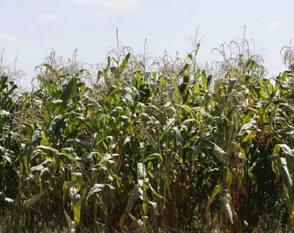 Ministros da Economia e da Agricultura angolanos visitam a Fazenda de Santo António